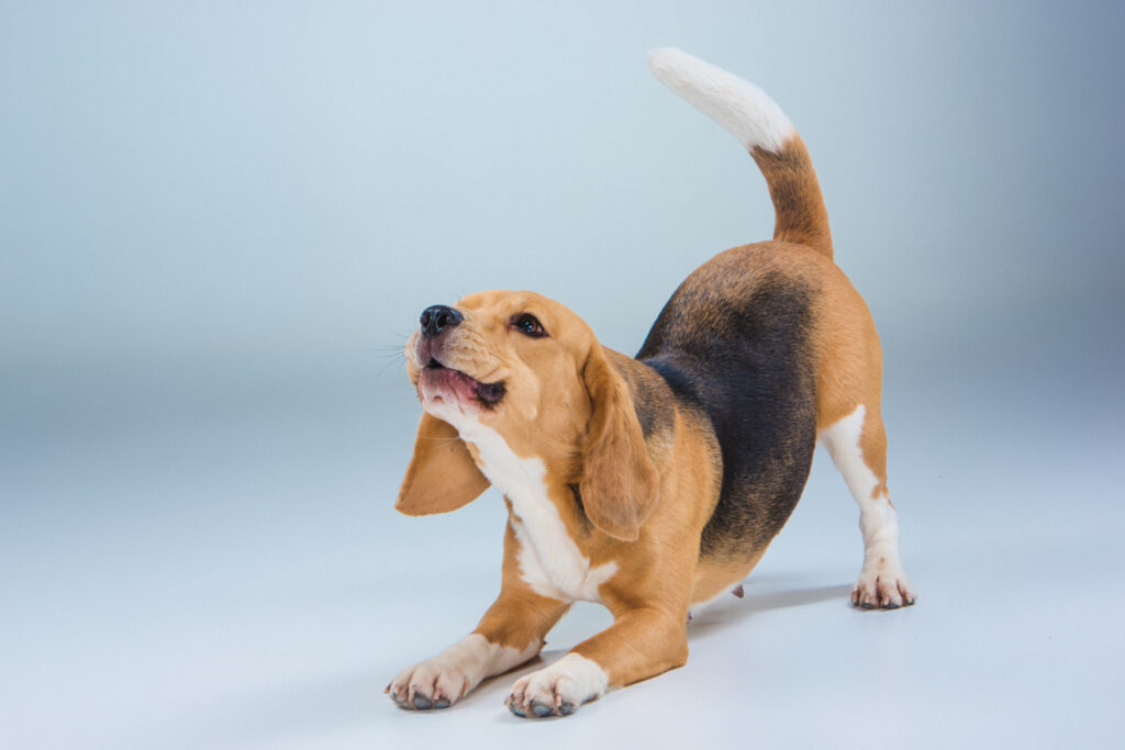 Entenda o motivo de seu cachorro tentar pegar o próprio rabo
