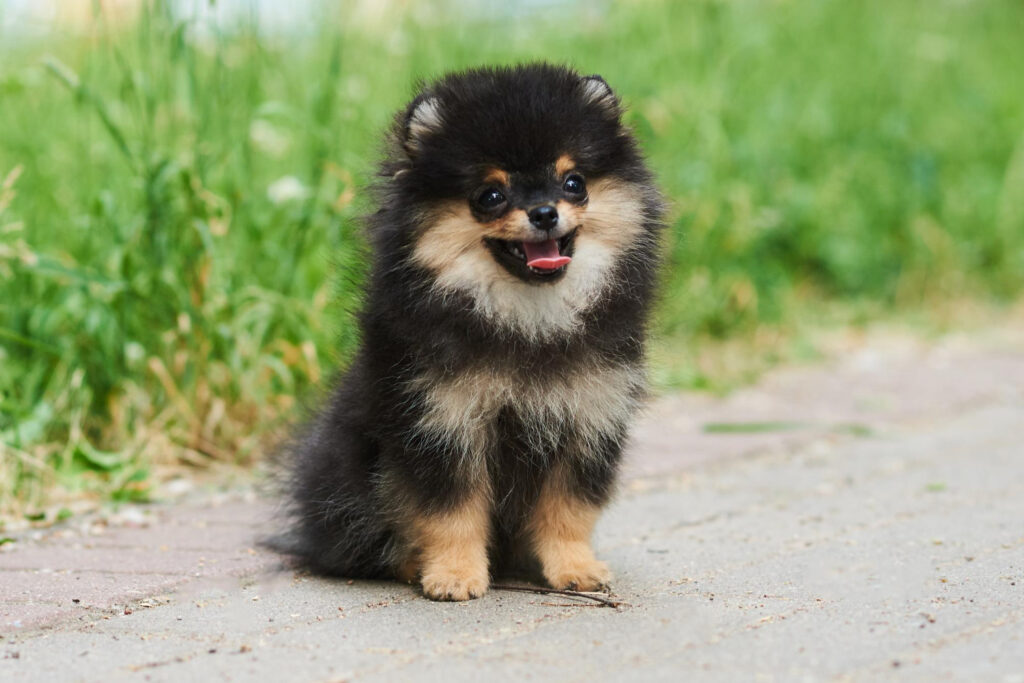 Perda de Pelo em cachorros: entenda os motivos