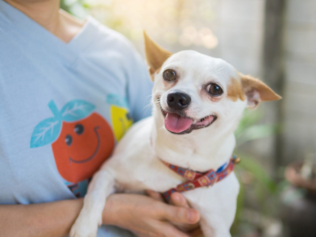 Cachorro sorrindo: entenda a expressão do seu pet