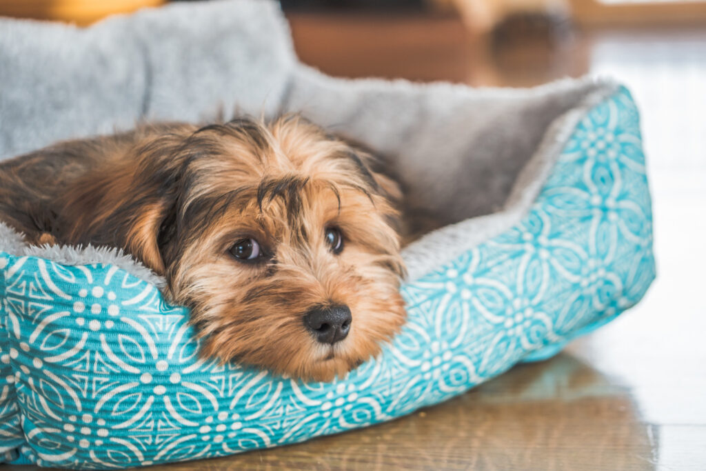 Saiba como ajudar seu pet a ficar sozinho em casa