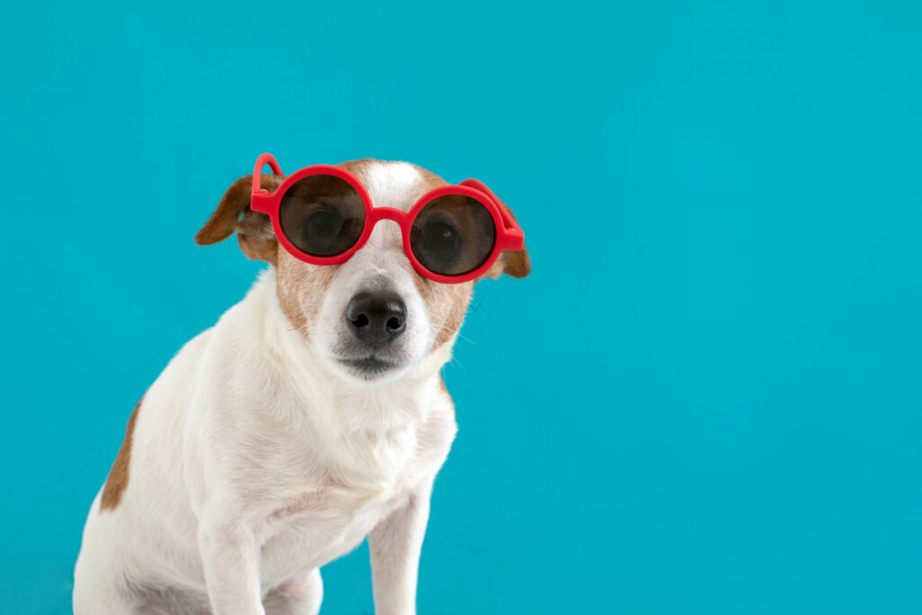 Como refrescar os pets no verão: Confira as dicas
