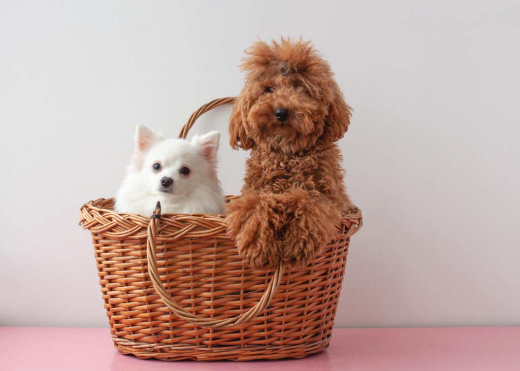 Cães amigáveis: Veja as raças que possuem afinidades entre si