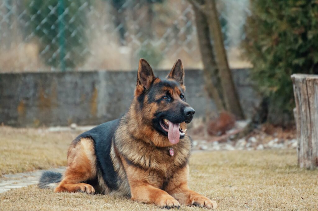 Melhores cães de guarda.