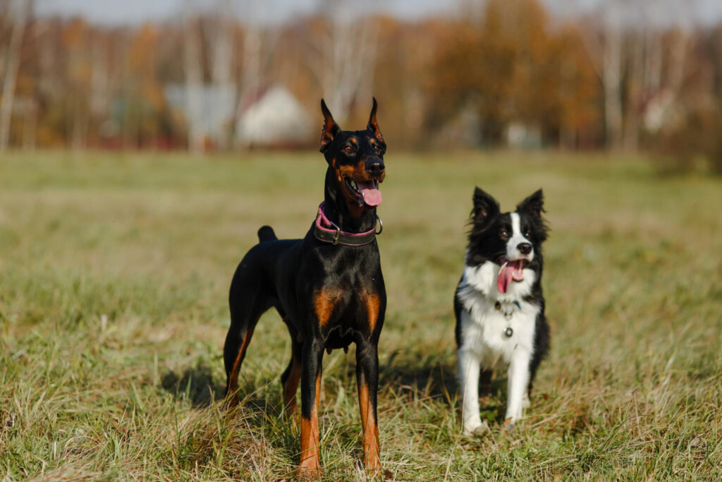 Melhores cães de guarda