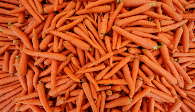 Você sabe como é feita a muda de cenoura? Saiba como aproveitá-la!