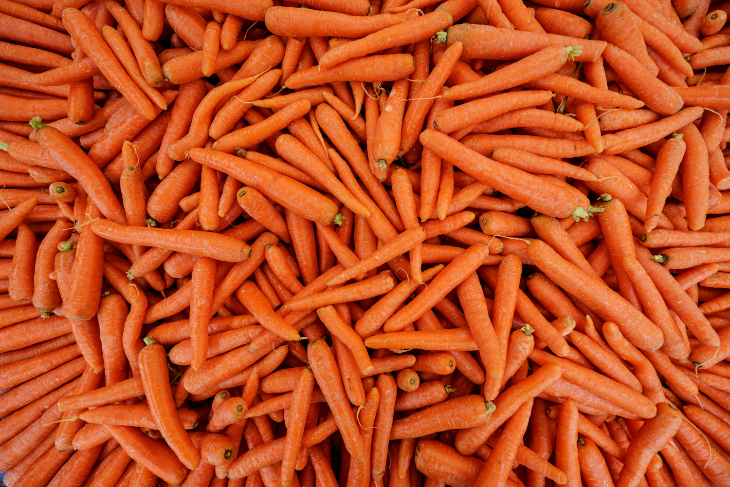Você sabe como é feita a muda de cenoura? Saiba como aproveitá-la!