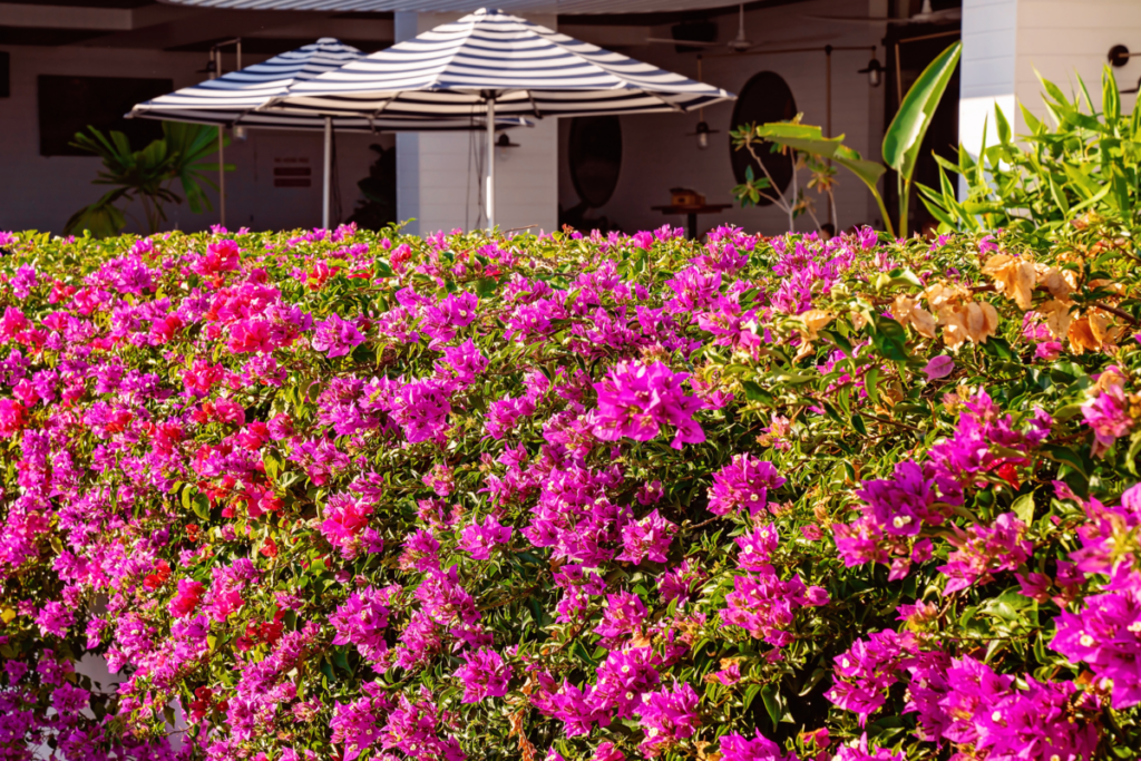 Cercas vivas: Confira opções de arbustos com flores para criar lindas cercas vivas
