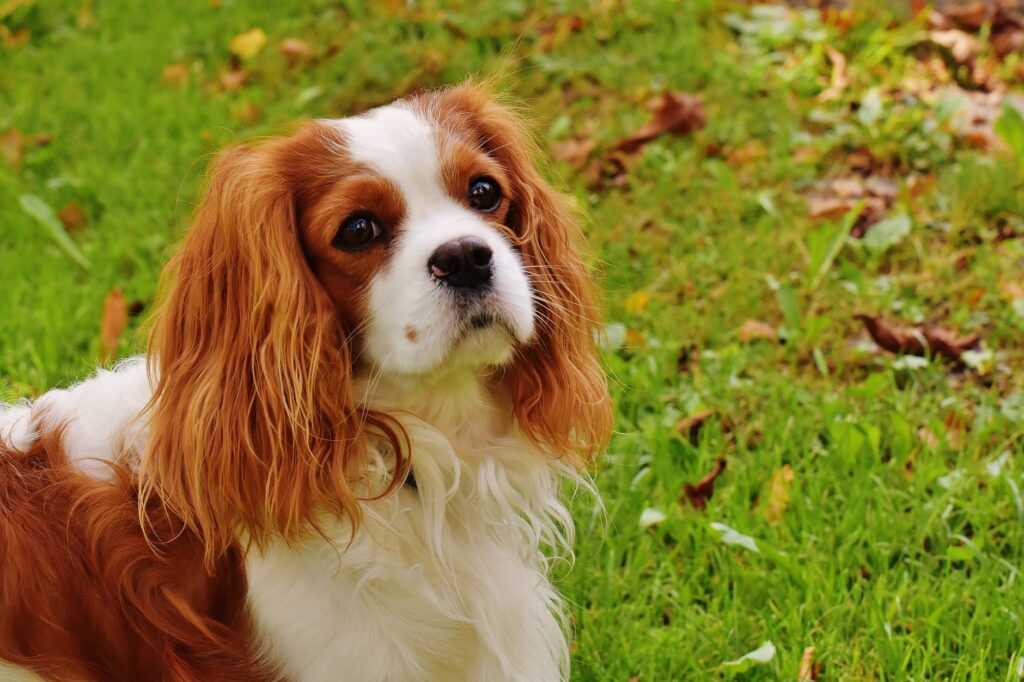 Confira 5 raças de cães orelhudos e se apaixone ainda mais