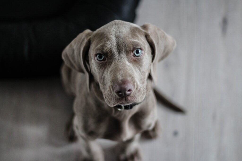 Como acalmar cachorros de forma natural, Foto: Pexels.