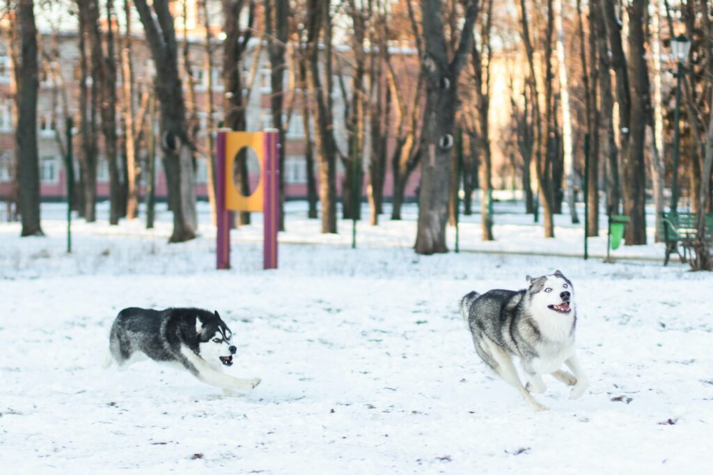Como acalmar cachorros de forma natural, Foto: Pexels.