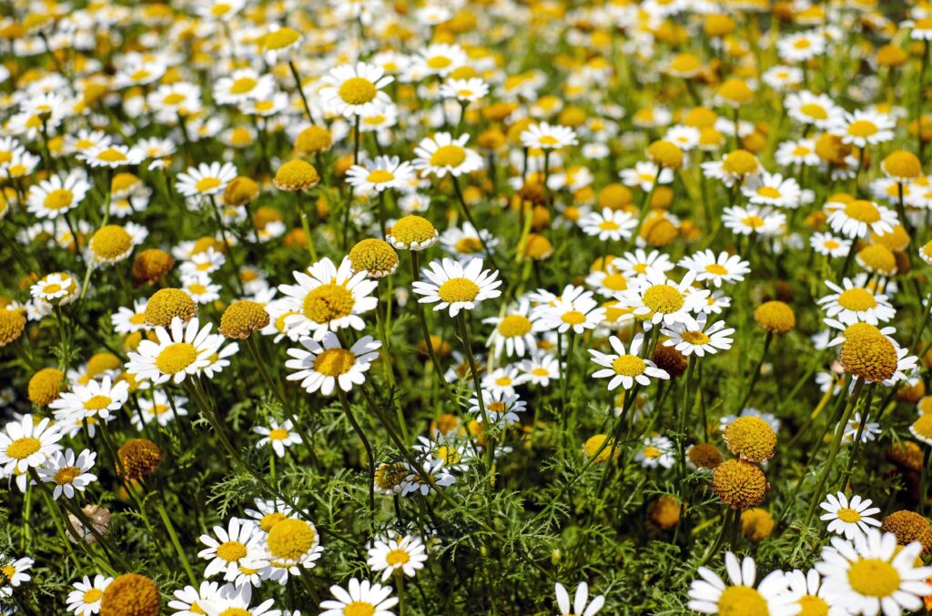Como acalmar cachorros de forma natural, Foto: Pexels.