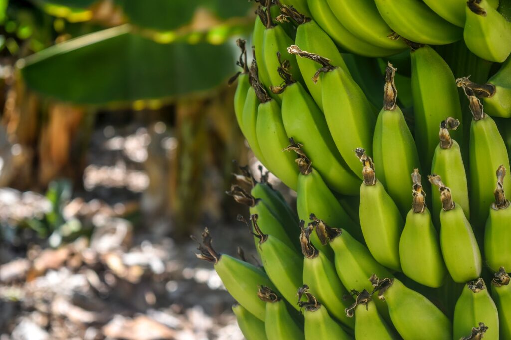 Como cultivar bananeira.