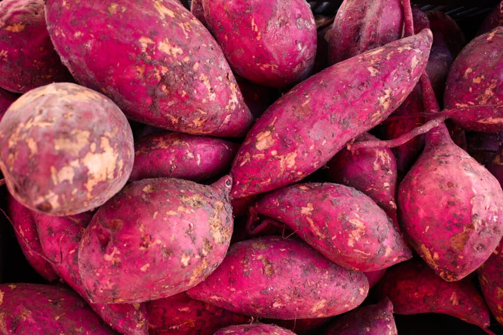 Como cultivar batata doce.