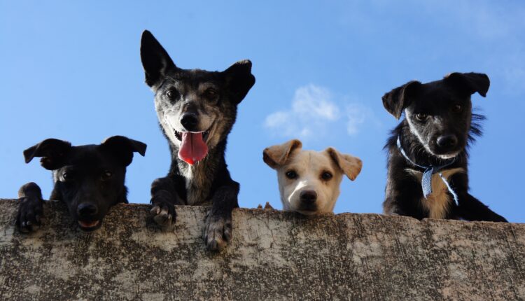 Como diferenciar raças de cachorros, Foto: Pexels.