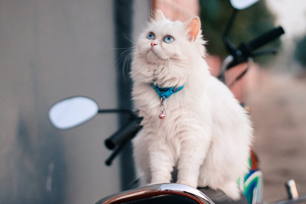 Como identificar a raça de um gato, Foto: Pexels.
