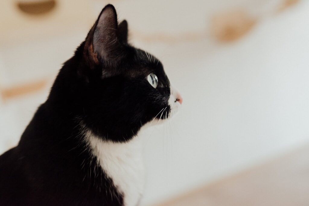 Como identificar se a sua gata está no cio