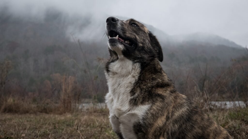 Como interpretar os sinais que os cachorros dão, Foto: Pexels.