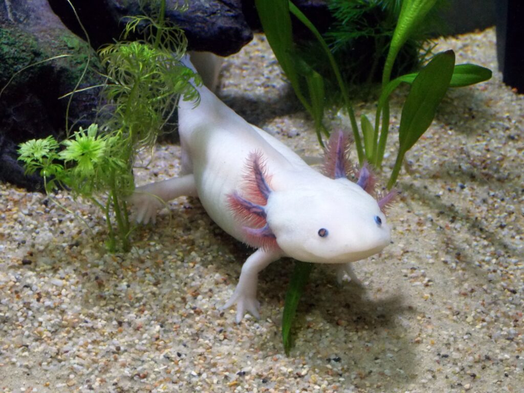 Confira 5 curiosidades sobre o Axolote