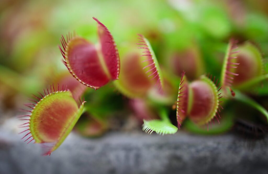 Planta carnívora: Conheça essa diferente plantinha que desperta curiosidade