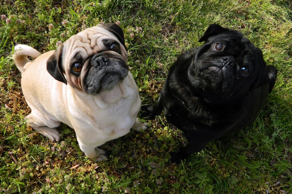 Cães amigáveis: Veja as raças que possuem afinidades entre si!