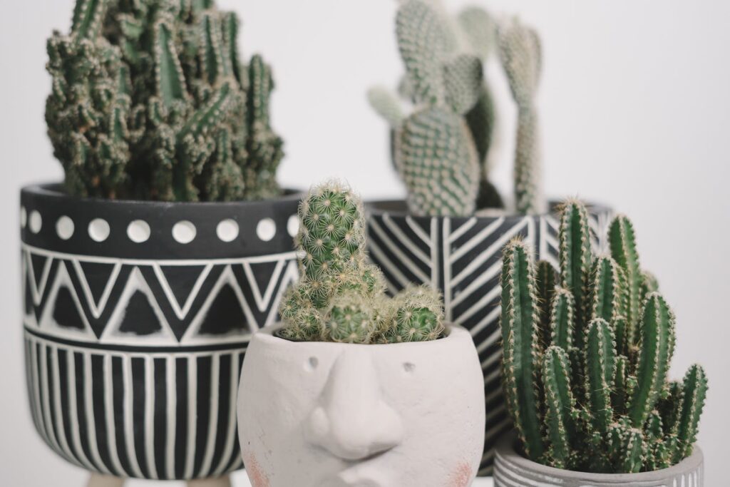Cultivando Mini Cactos: Aprenda a cuidar esta plantinha que vem ganhando espaço nos lares brasileiros