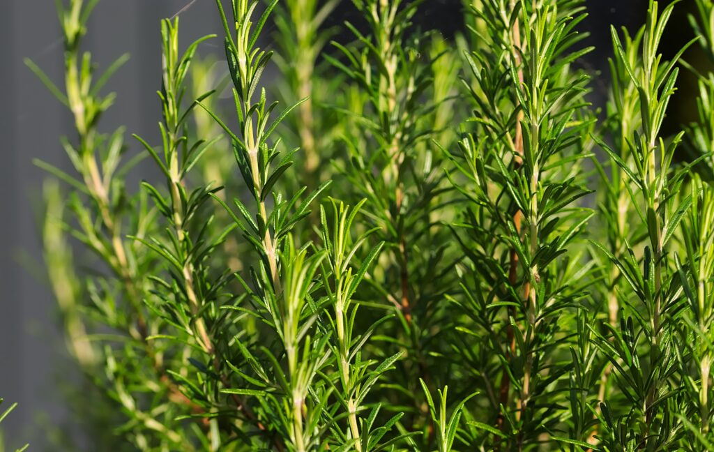 Conheça 5 plantas que atraem boas vibrações e energias positivas para a sua casa