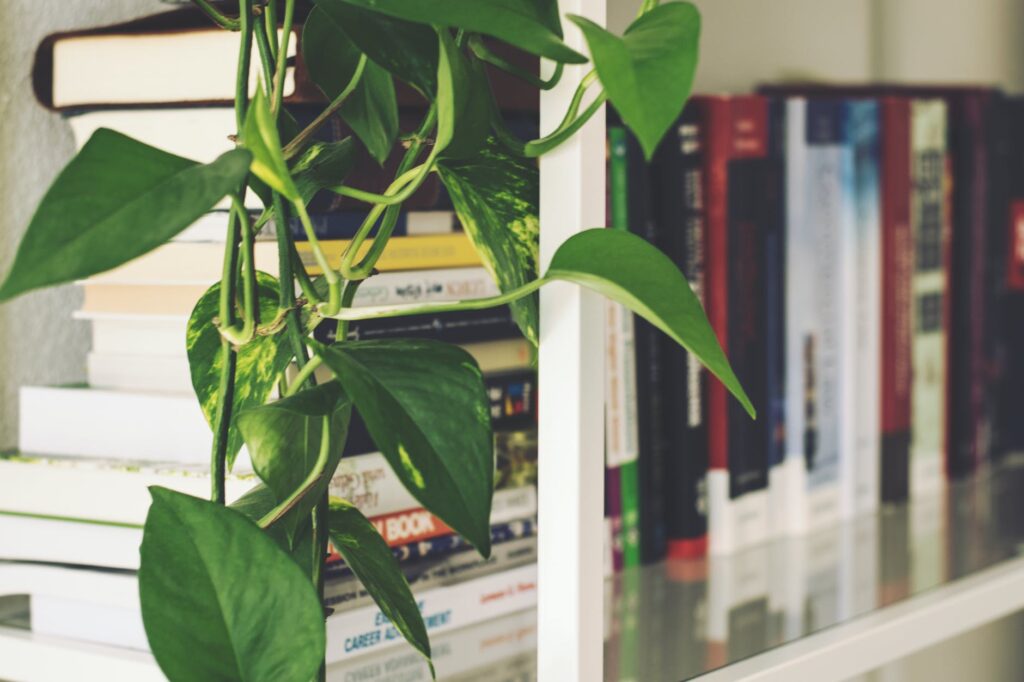 Plantas pendentes: conheça lindos tipos de plantas para pendurar