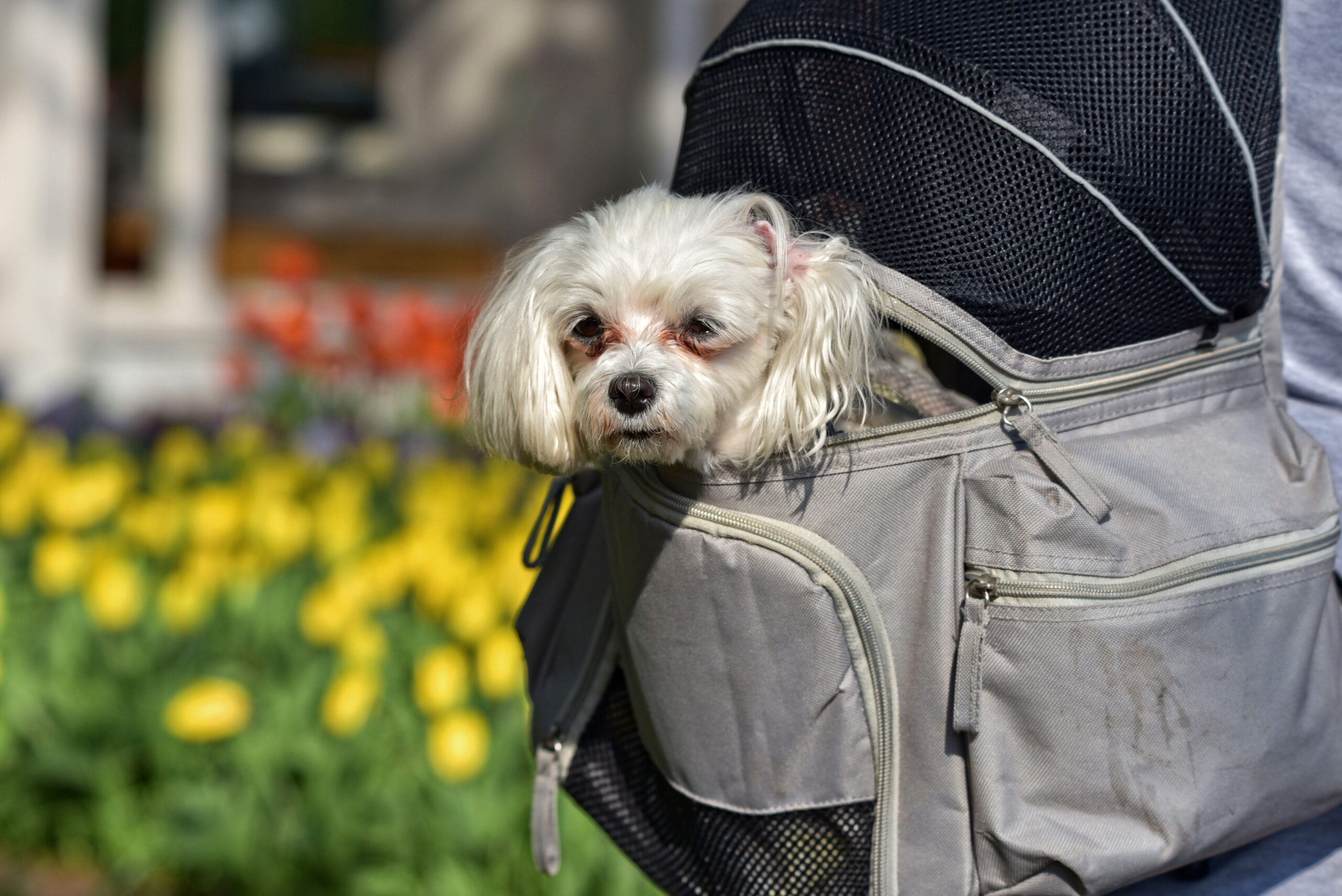 Viajando com o pet: confira tudo o que você precisa levar para o bem estar do seu animalzinho