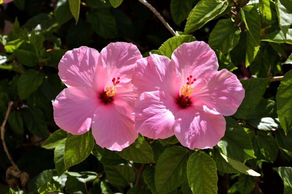 Cercas vivas: Confira opções de arbustos com flores para criar lindas cercas vivas
