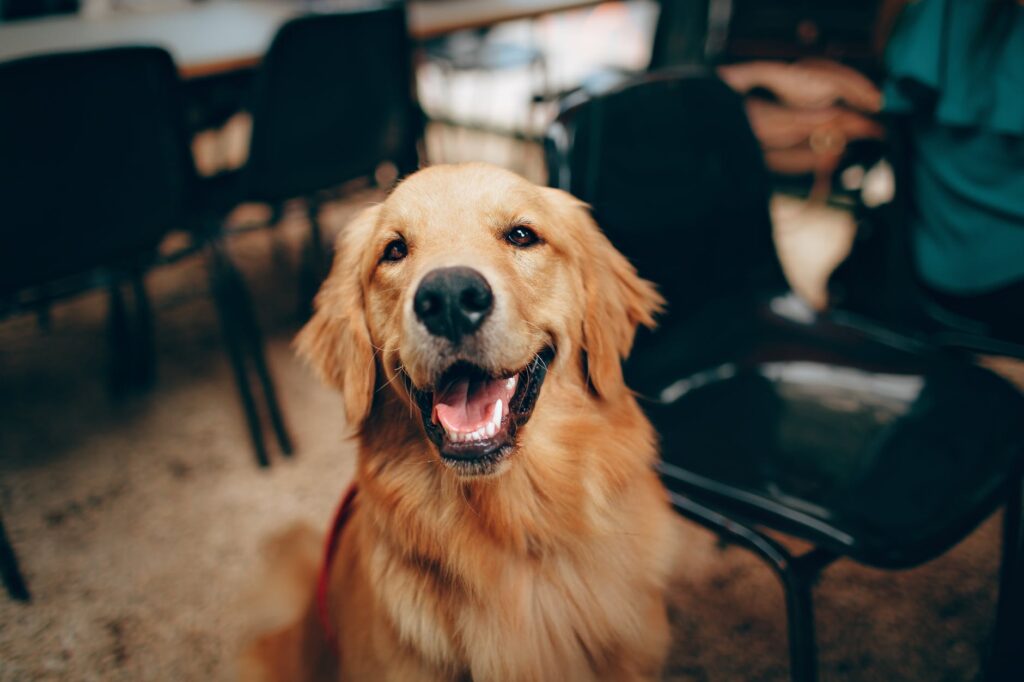 Quais frutas podem ser dadas para seu cão.