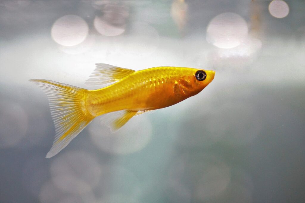 Peixes faxineiros: Conheça as espécies responsáveis por manter os aquários limpos