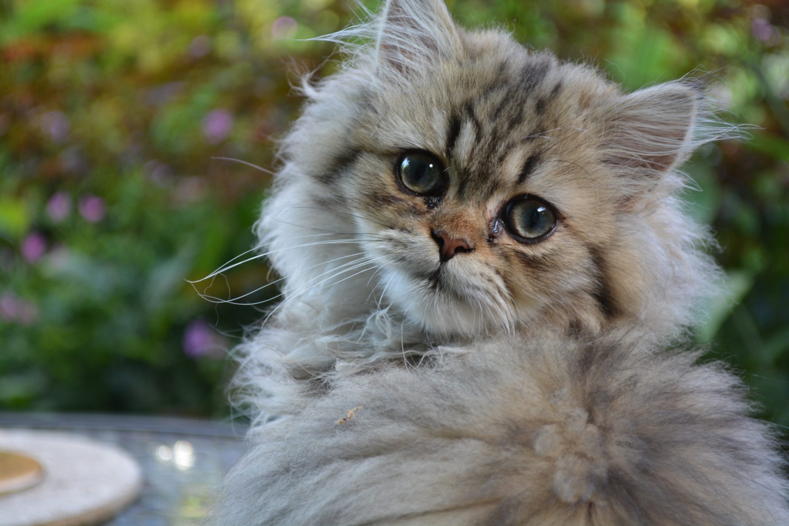 Conheça os diferentes gatos persas e suas características principais