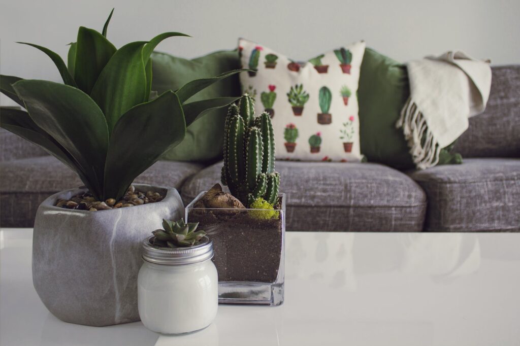 4 plantas que necessitam de pouca água para crescer
