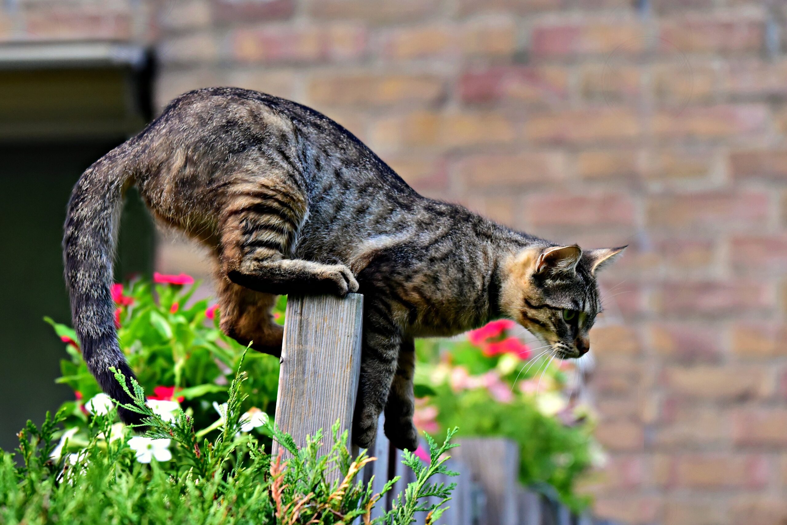 Condição perigosa: Conheça a síndrome do gato paraquedista