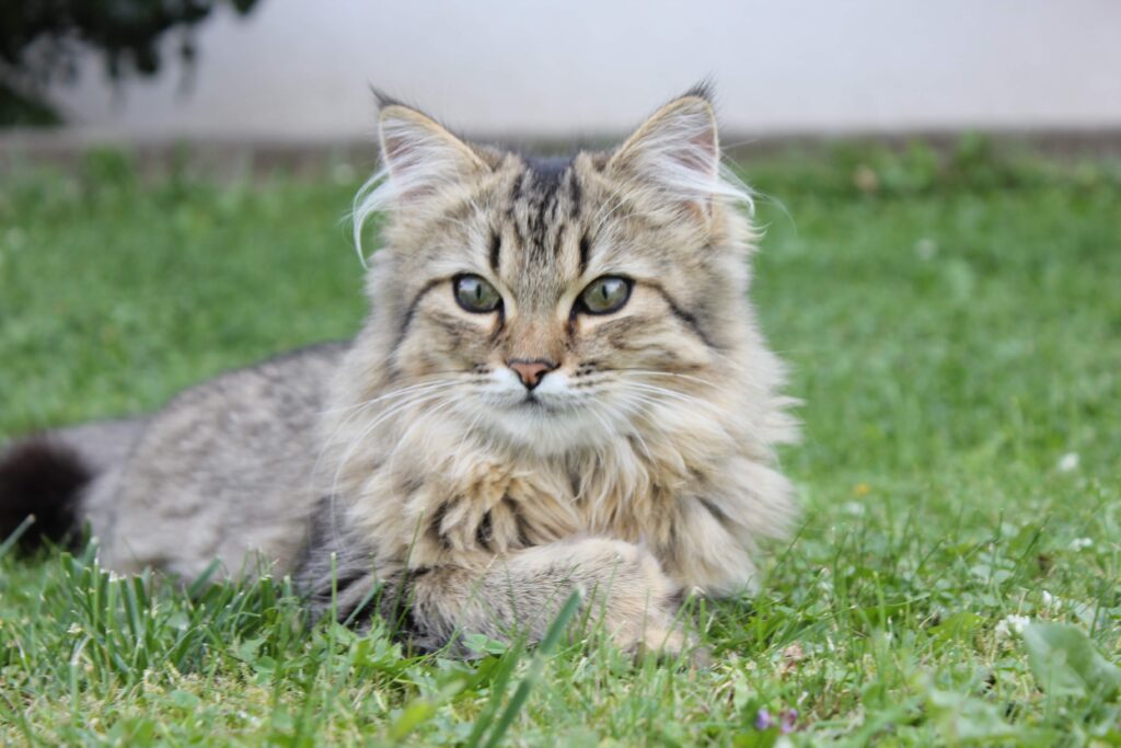 Os gatos mais lindos do mundo: Conheça suas características e confira valores para ter um desses em casa