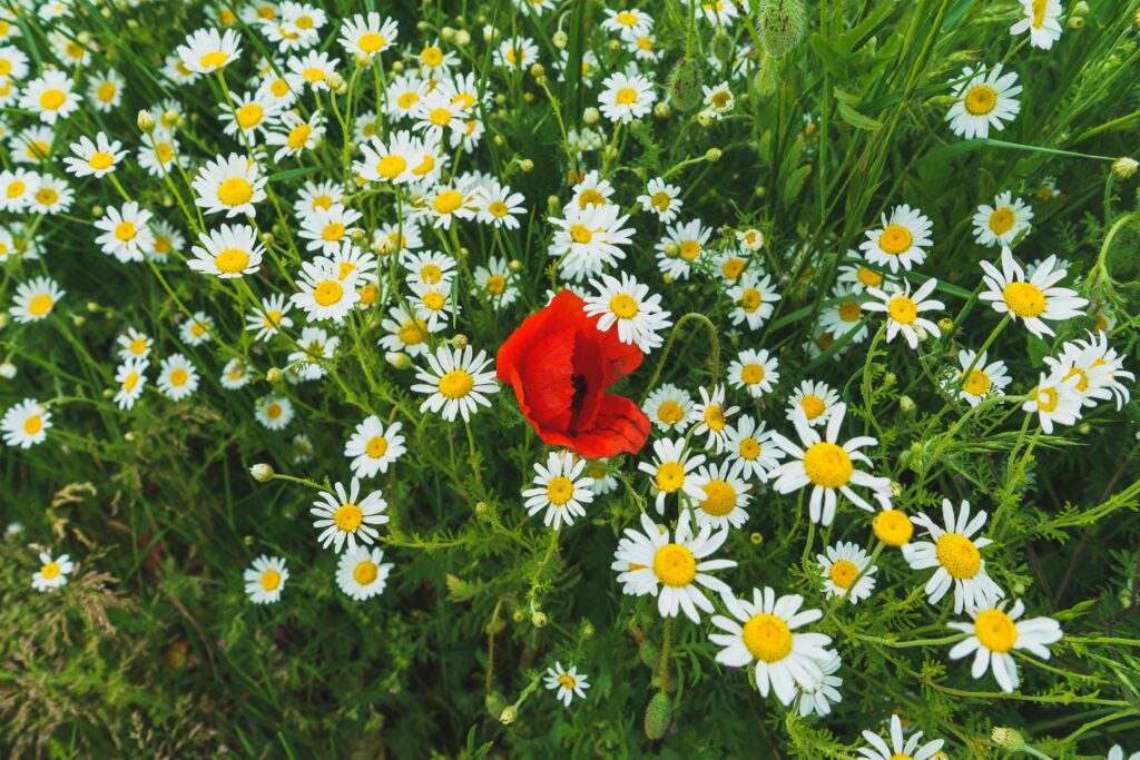 Flores pequenas: Repagine seu jardim com essas opções ideais para decoração