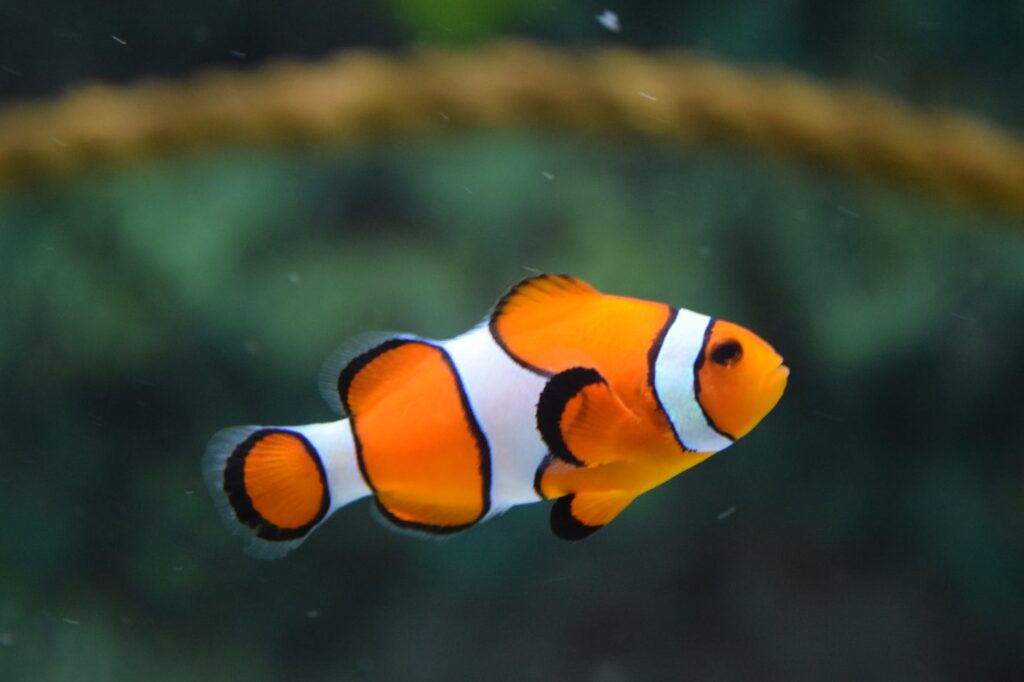 Conheça mais sobre o Peixe-palhaço.