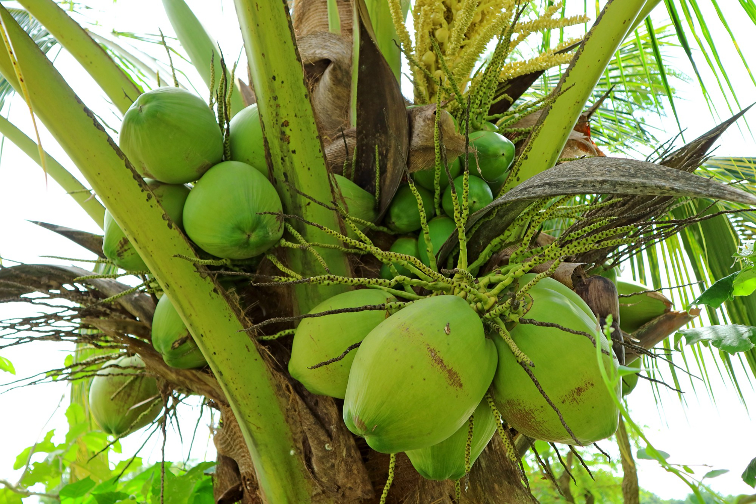 Aprenda a fazer e cuidar de uma muda de coqueiro