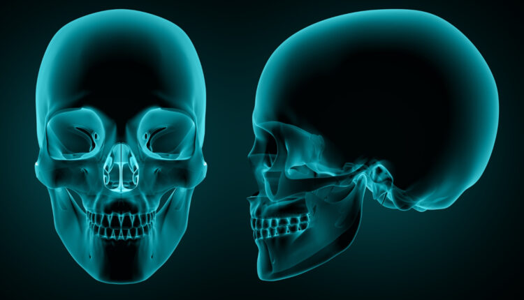 Nova camada de músculo é descoberta na mandíbula humana