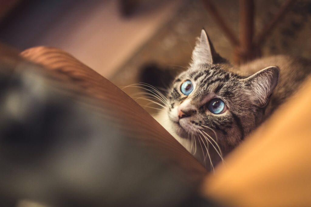 Dicas para que seu gato goste mais de você.