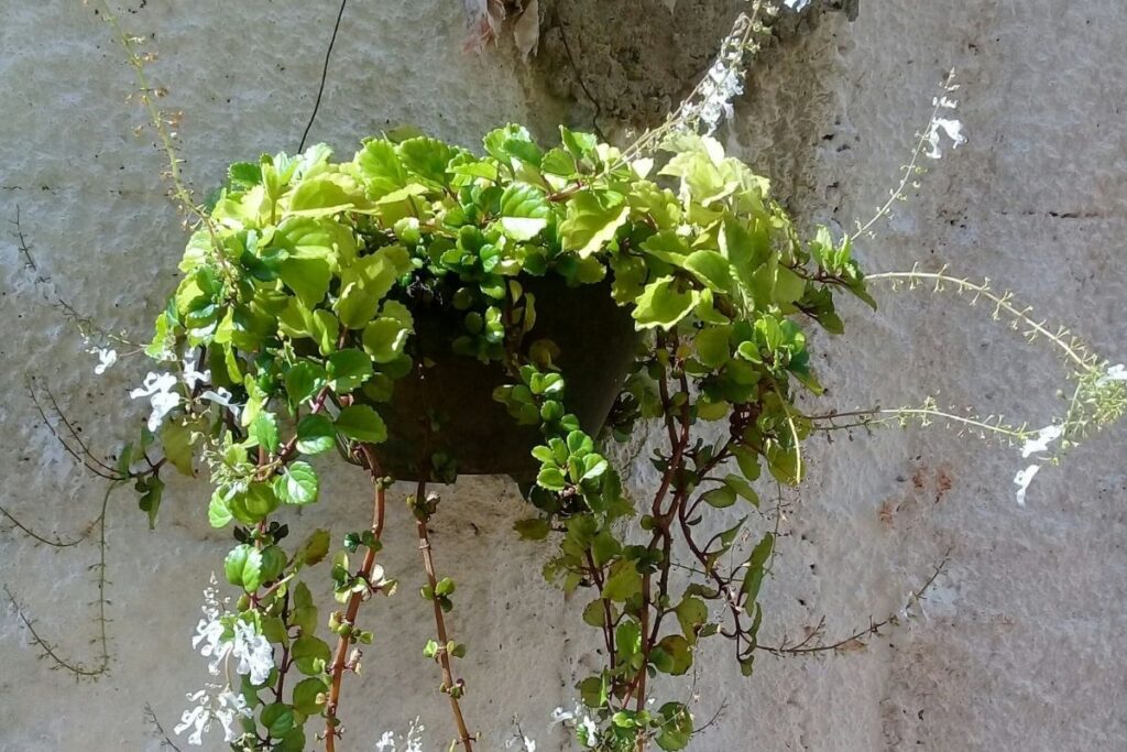 Planta Dinheiro-em-penca.