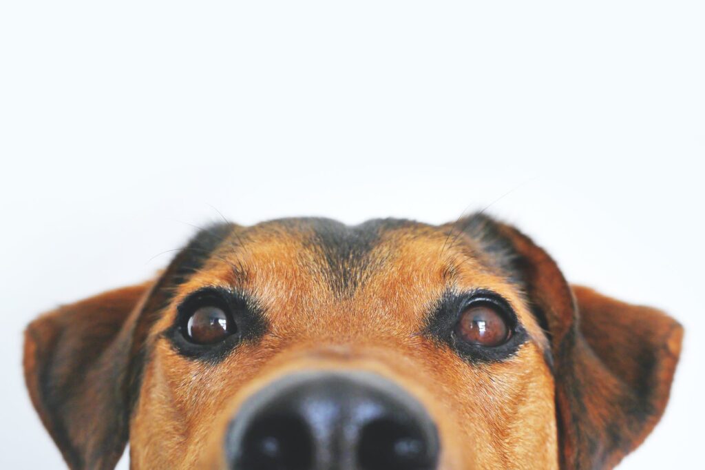 Você sabe como funciona a visão canina? Confira agora tudo sobre o assunto!