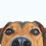 entenda-como-os-cachorros-enxergam