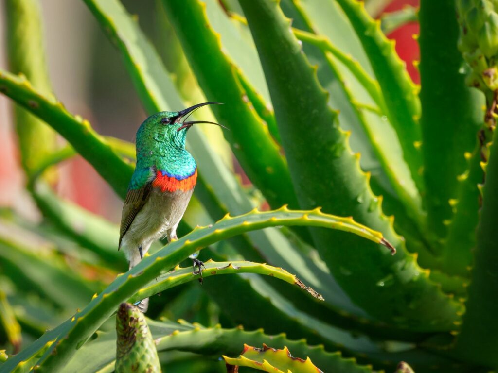 Espécies de plantas que podem ser úteis para filtrar o ar.