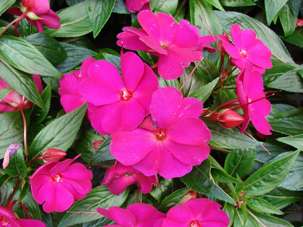 Como cultivar flor beijinho.