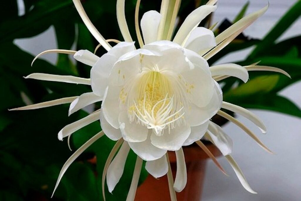 Confira as flores mais caras do mundo e também raras