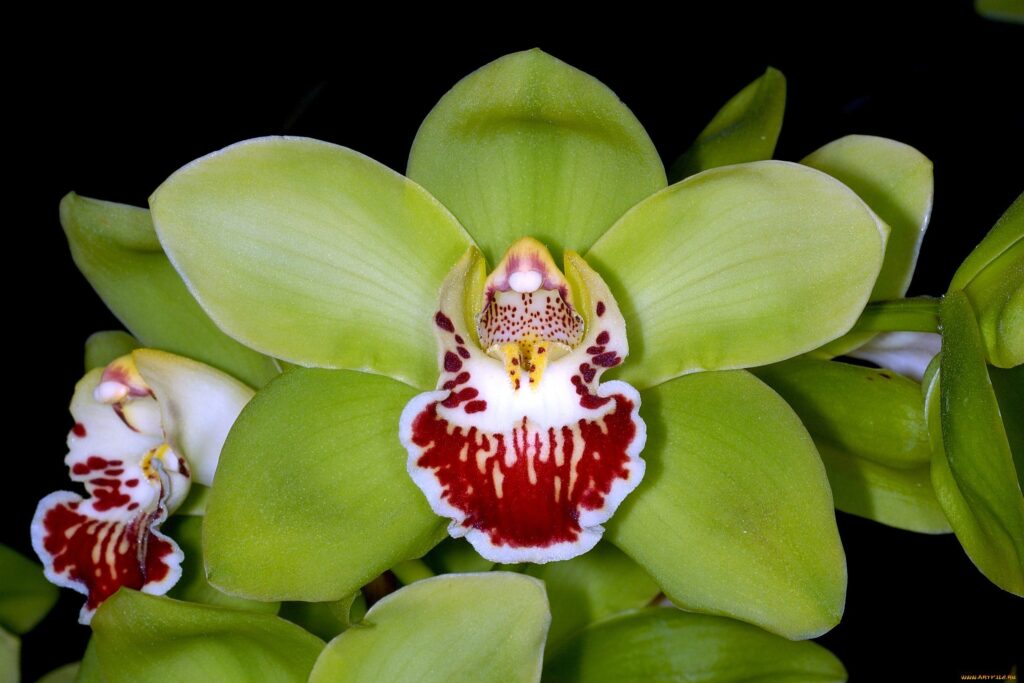 Confira as flores mais caras do mundo e também raras