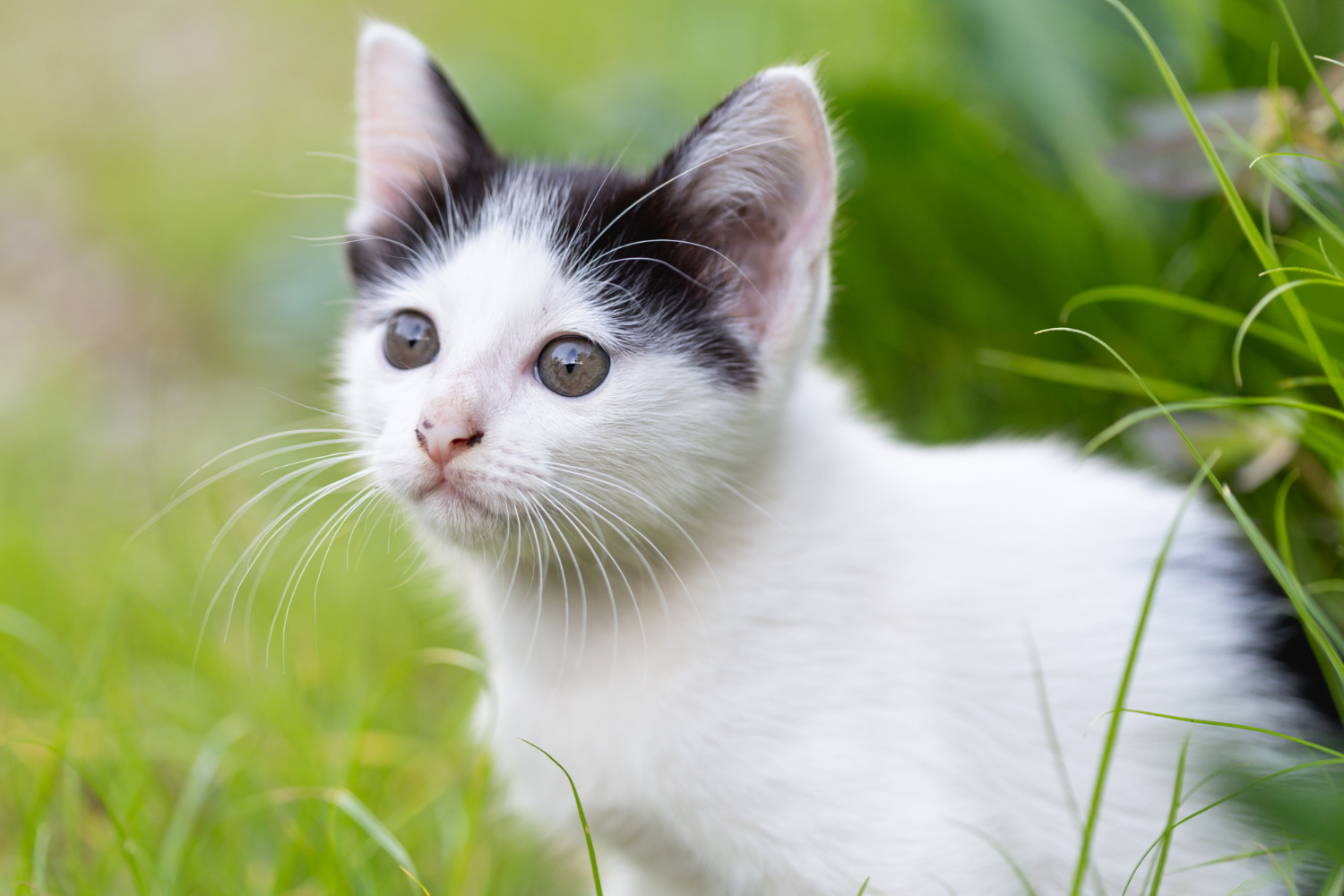 Olfato felino: saiba quais são os odores que deixam os gatos atordoados