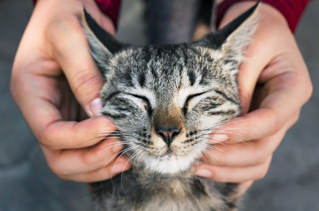 Profissões para quem ama gatos: trabalhos para verdadeiros gateiros