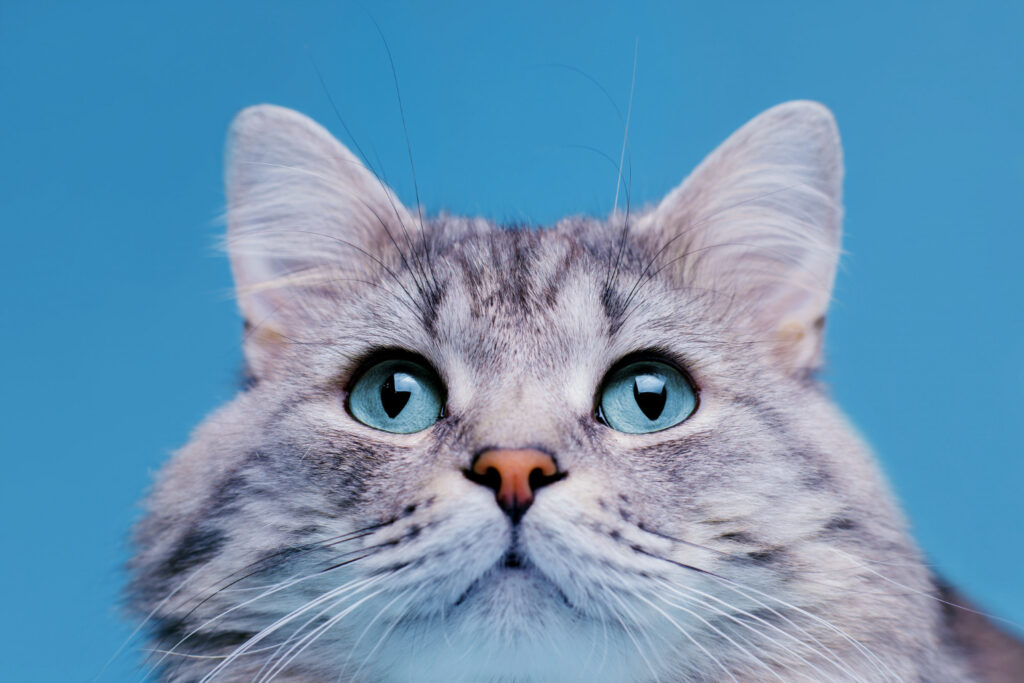 Como evitar que seu gato suja de casa?